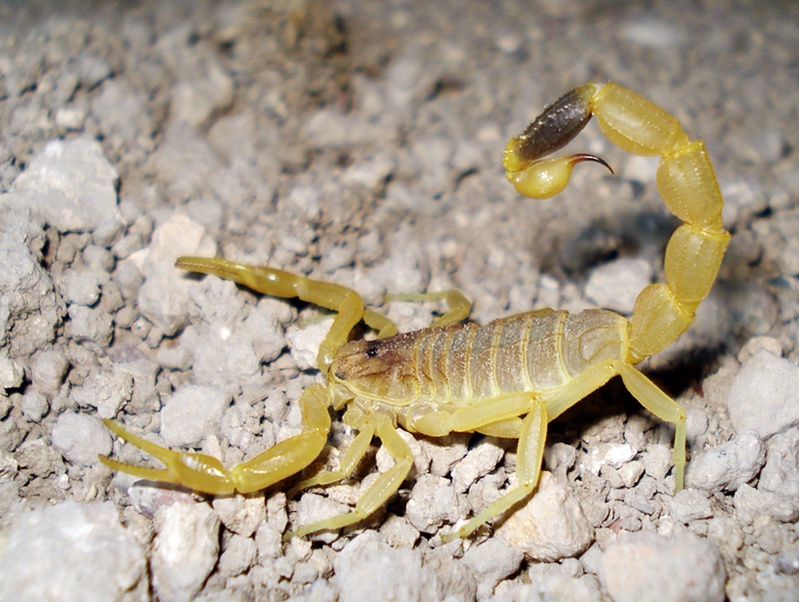 escorpion Leiurus quinquestriatus