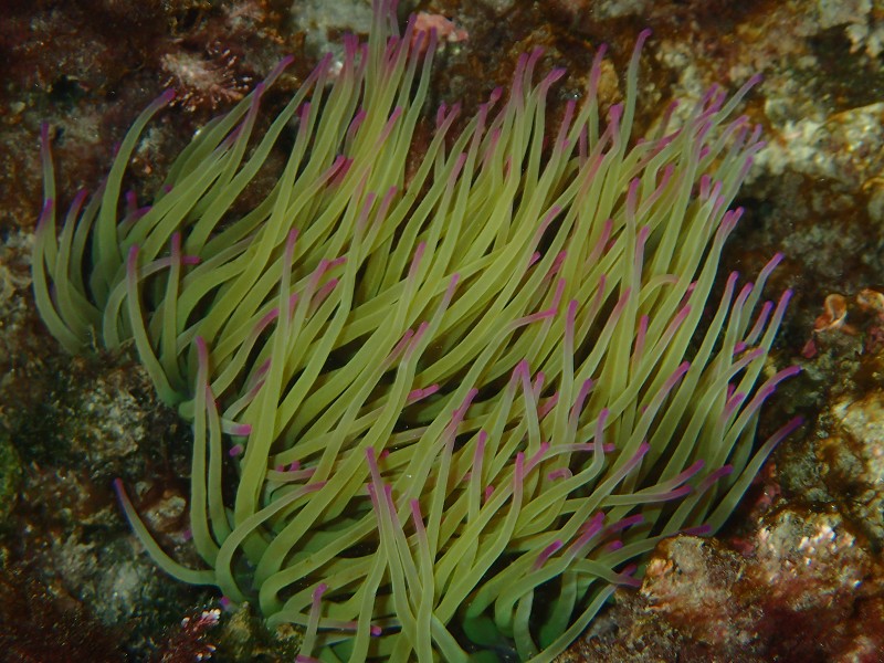 anemona común del mediterraneo